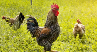 Vlastnosti pěstování kuřecího plemene bielefelder